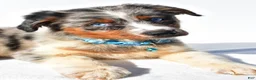 Australian Shepherd dogs for sale: Emily - Ad 8