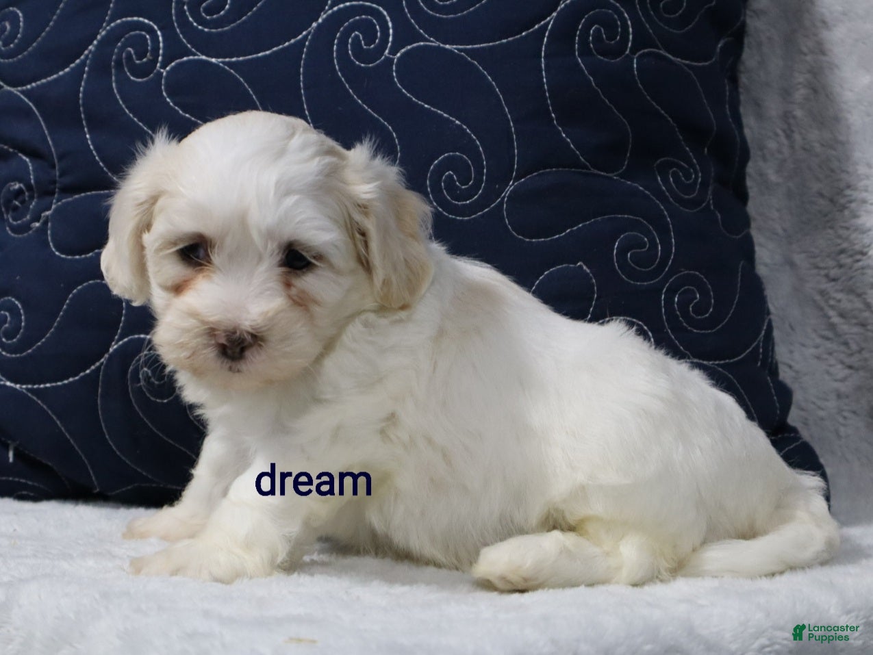 Shihpoo dogs Quinn - Ad 2
