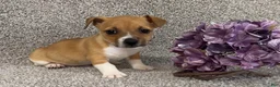 Jack Russell Terrier dogs for sale: Steven - Ad 3