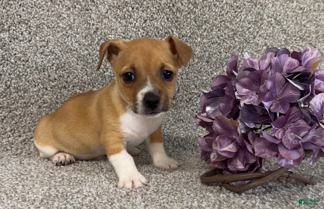 Jack Russell Terrier dogs for sale: Steven - Ad 3