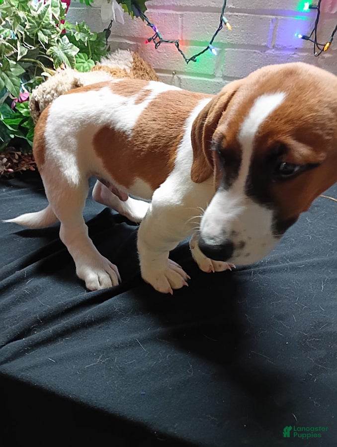 Jack Russell Terrier dogs Roscoe - Ad 2