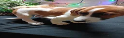 Jack Russell Terrier dogs for sale: Roscoe - Ad 2