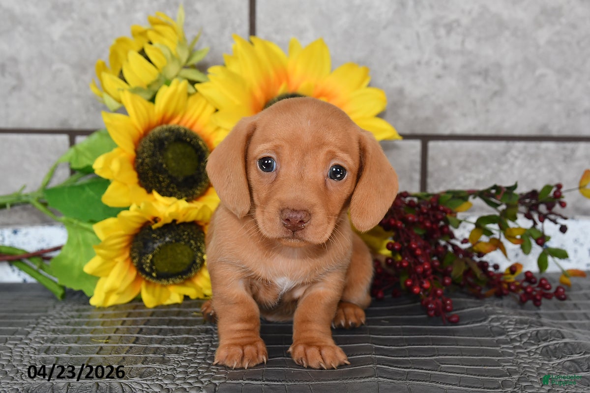 Miniature Dachshund dogs Jenny - Ad 2