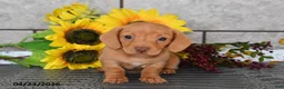 Miniature Dachshund dogs for sale: Jenny - Ad 2