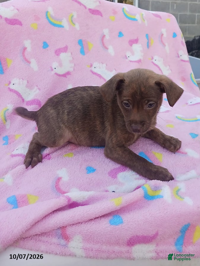 Mixed Breed dogs Prancer - Ad 2