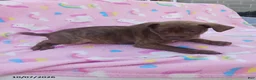 Mixed Breed dogs for sale: Prancer - Ad 2