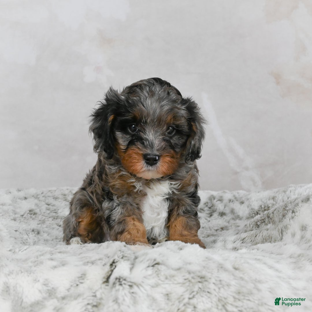 Cavapoo dogs for sale: Leo - Ad 5