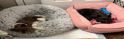 Miniature Schnauzer dogs for sale: Lady - Ad 2