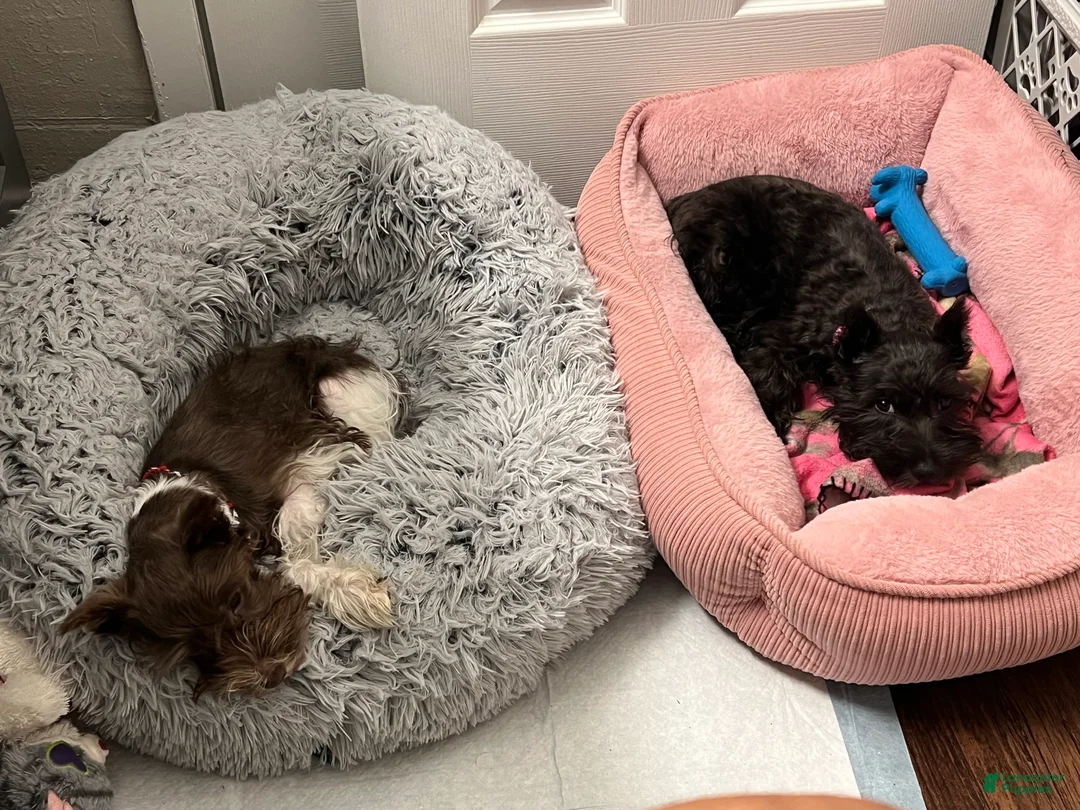 Miniature Schnauzer dogs for sale: Lady - Ad 2