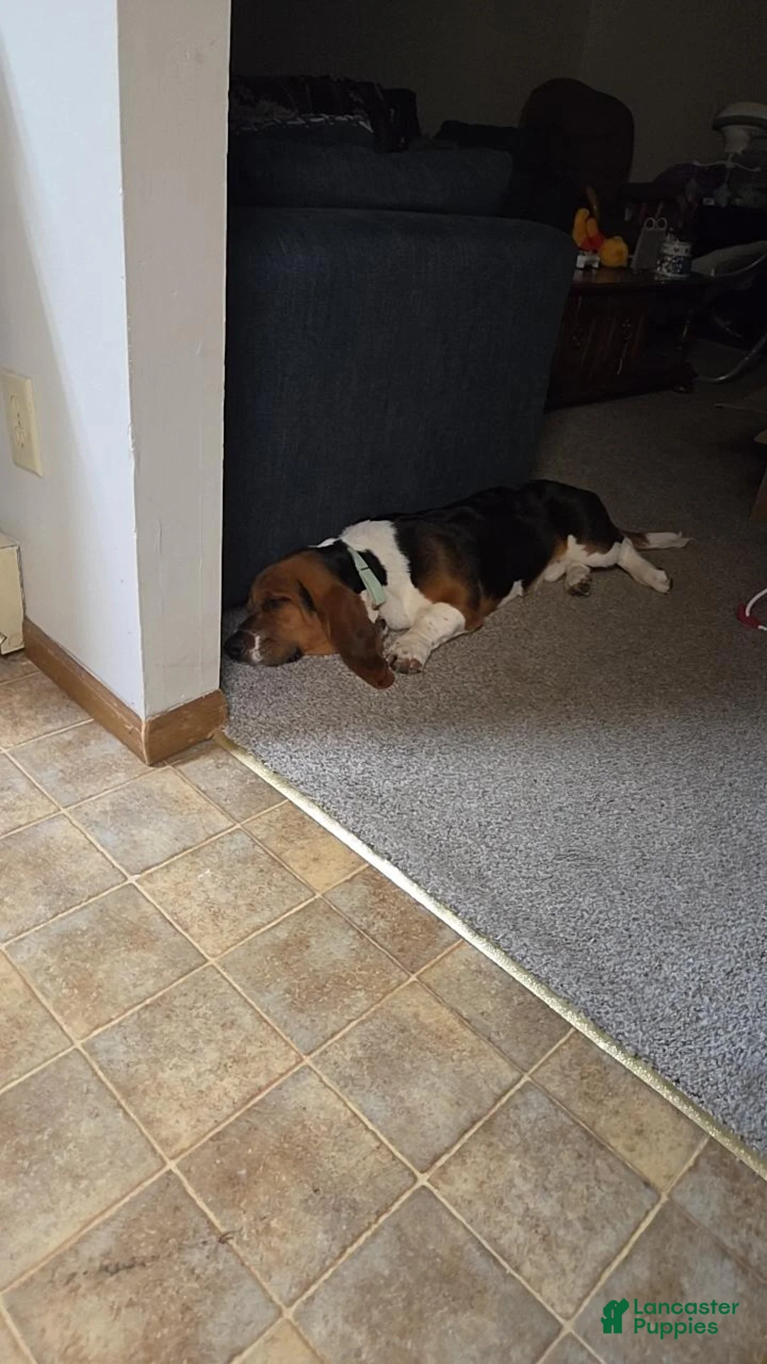 Basset Hound dogs for sale: Cooper - Ad 3