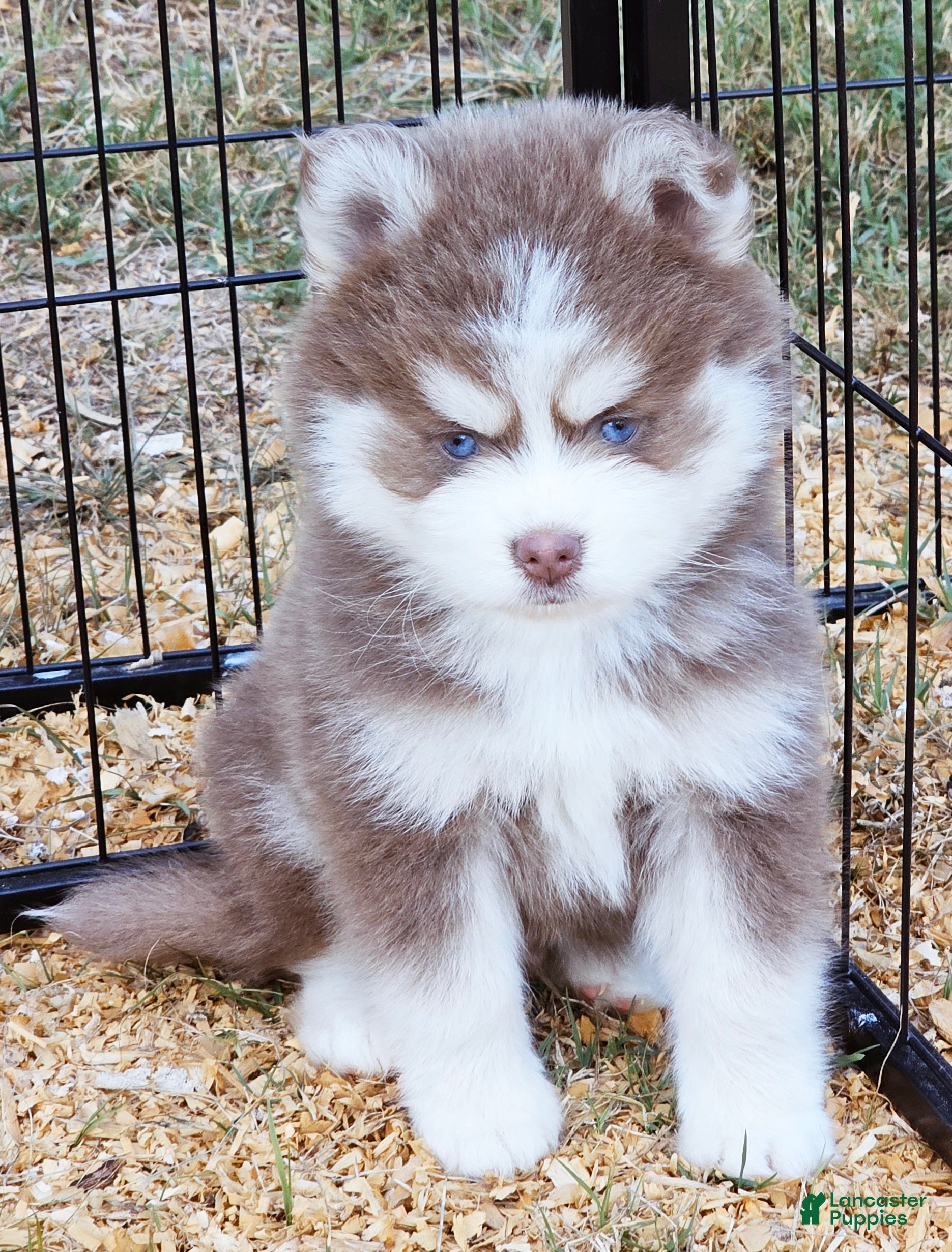 Pomsky dogs Dakota Lavender - Ad 7