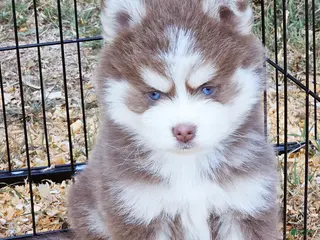 Pomsky dogs Dakota Lavender - Ad 7