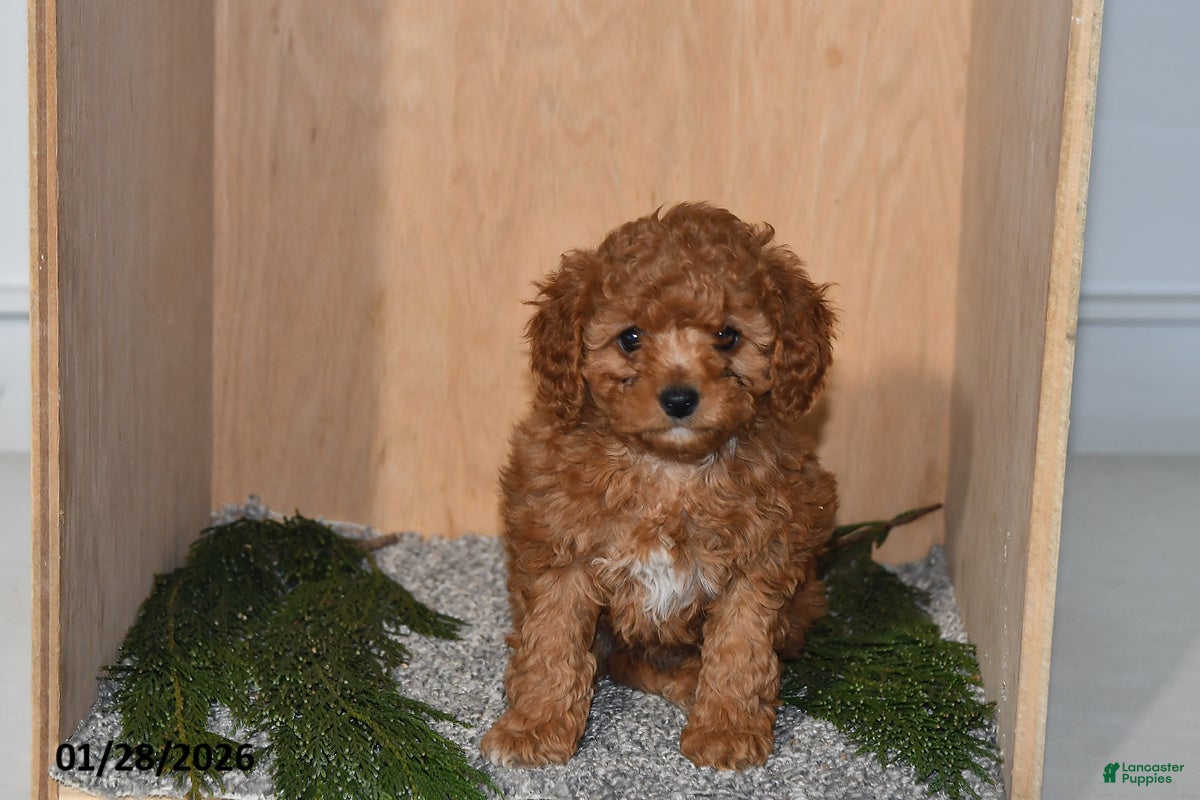 Mini Goldendoodle dogs Jenny - Ad 30