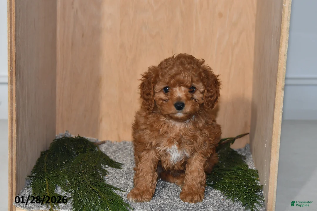 Mini Goldendoodle dogs for sale: Jenny - Ad 1