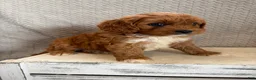 Cavapoo dogs for sale: Maple - Ad 5