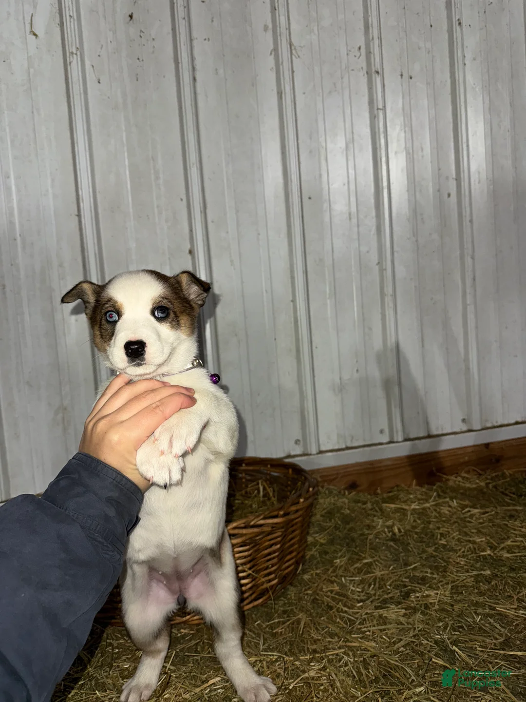Mixed Breed dogs for sale: Whitey - Ad 7