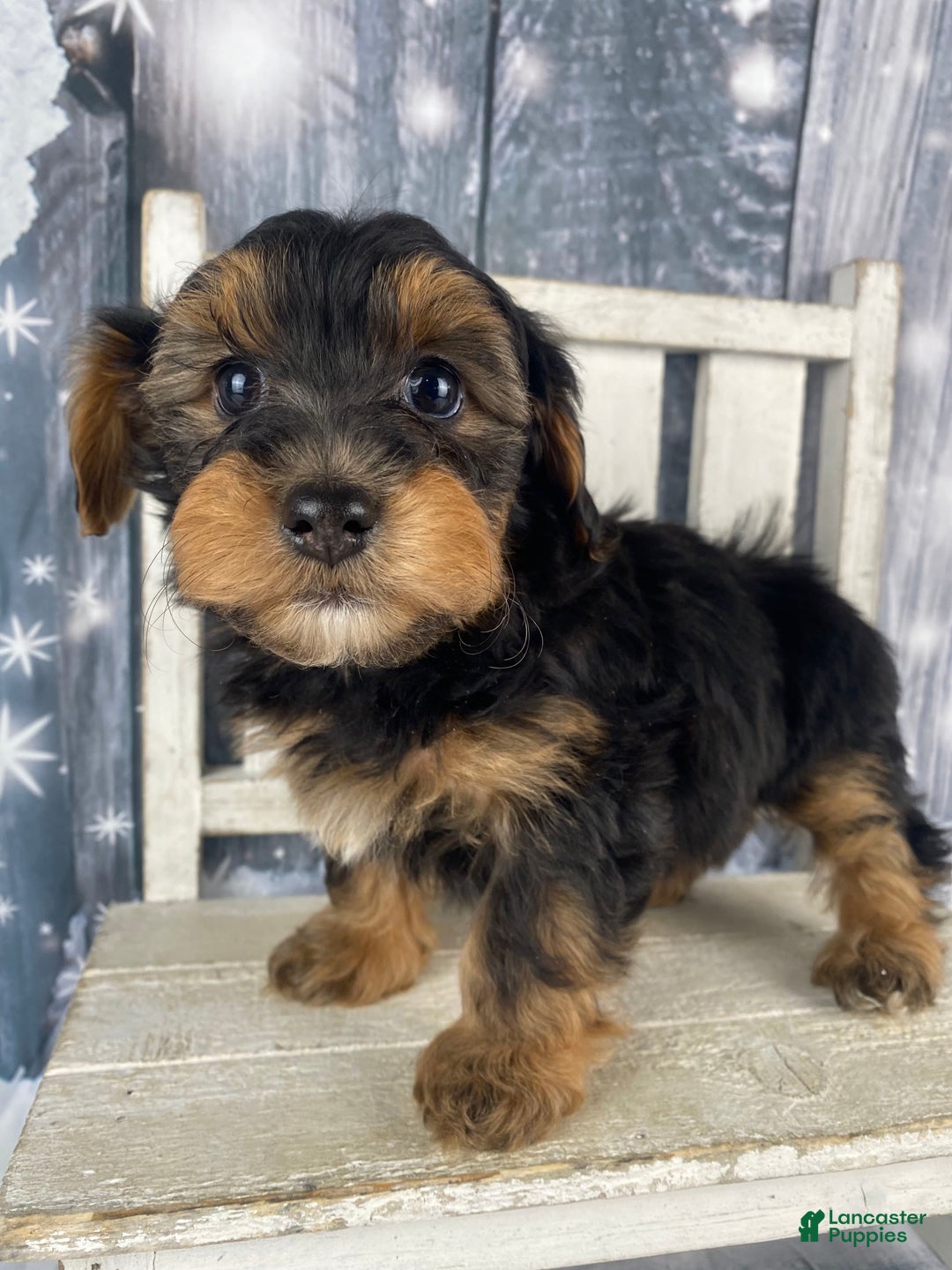 Yorkiepoo dogs for sale: Lacey - Ad 1