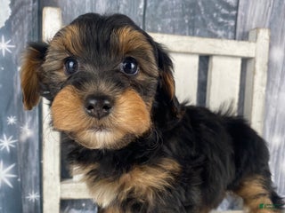 Yorkiepoo dogs Lacey - Ad 6