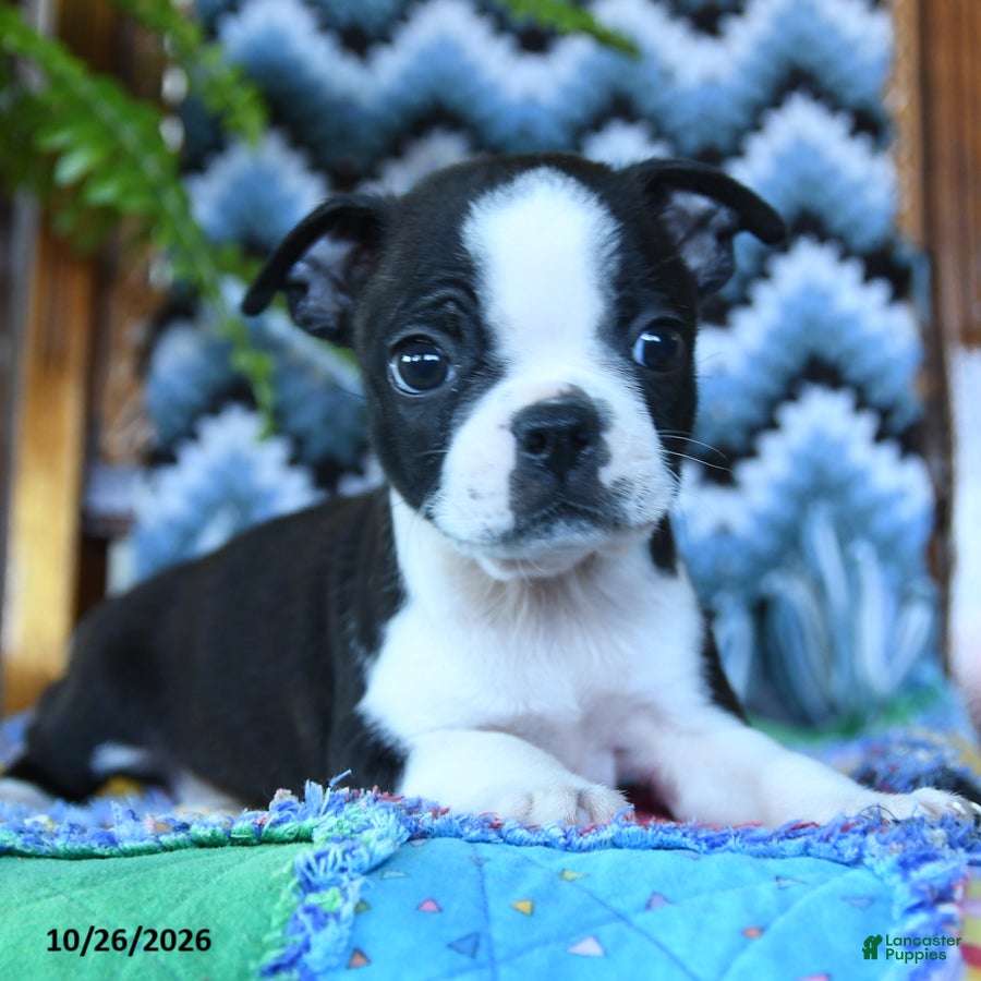 Boston Terrier dogs for sale: Valor - Ad 2
