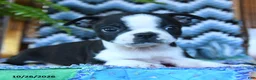 Boston Terrier dogs for sale: Valor - Ad 2