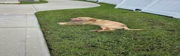 Labrador Retriever dogs for sale: Max - Ad 2