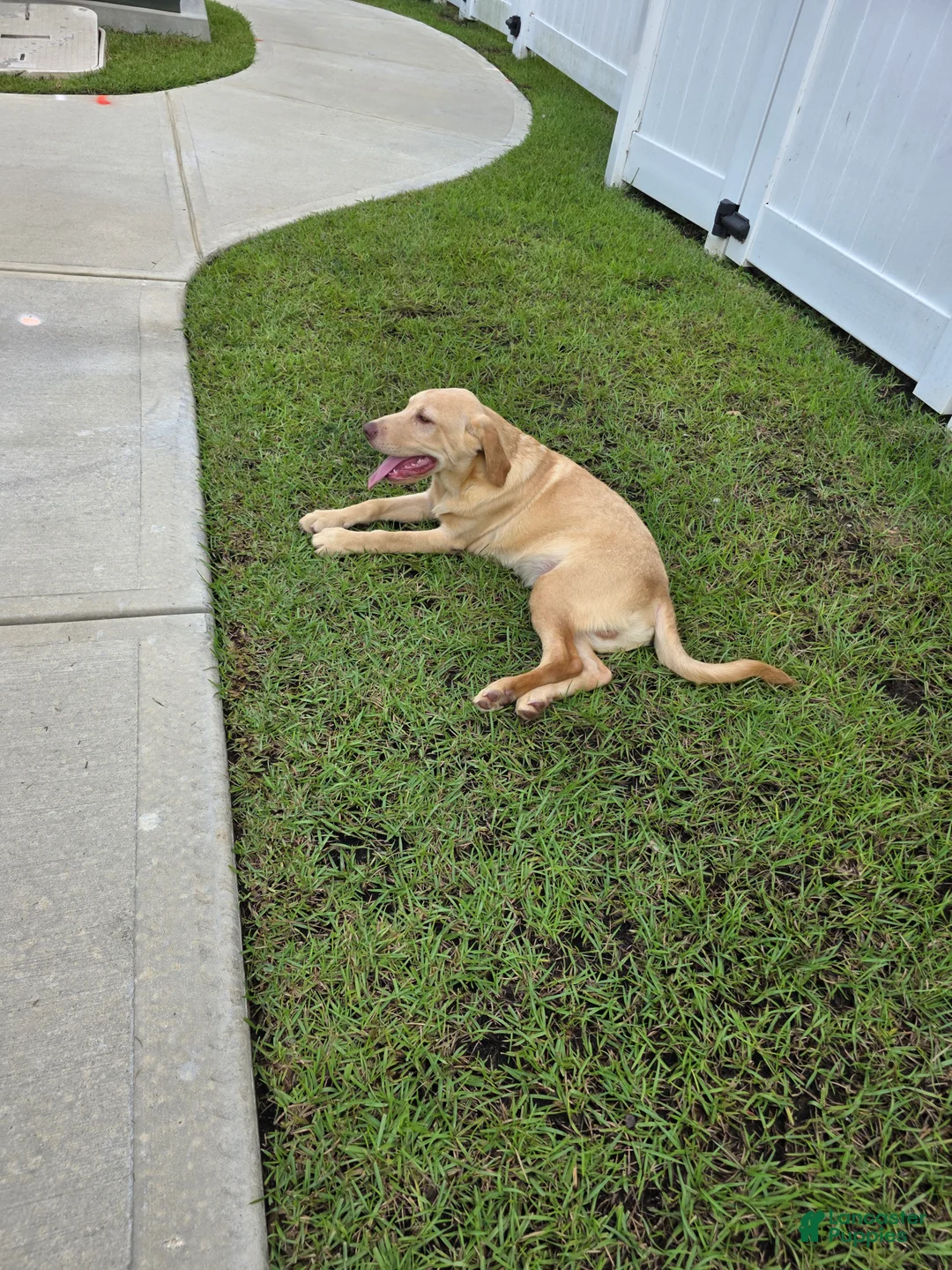 Labrador Retriever dogs for sale: Max - Ad 2