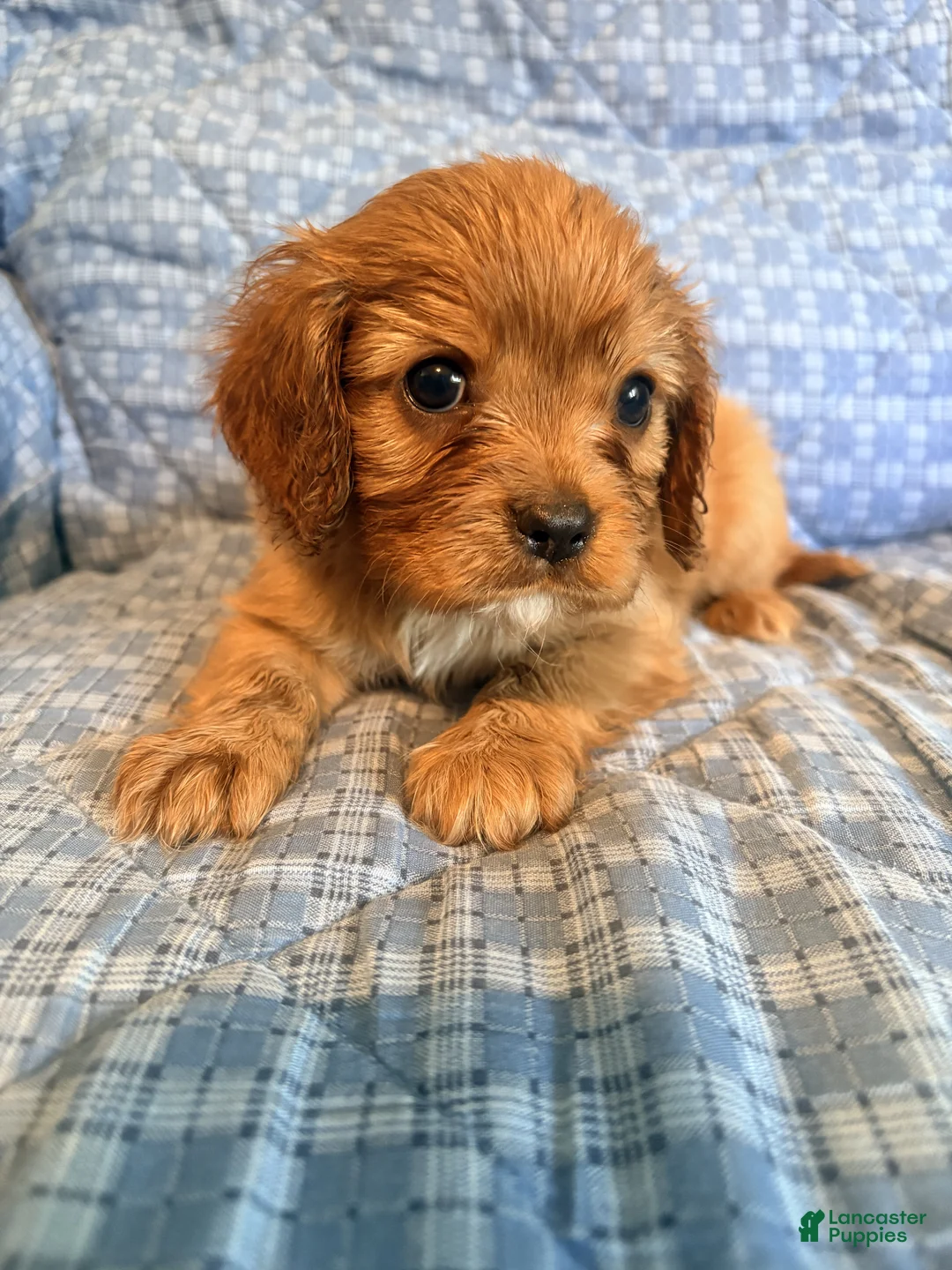 Cavalier King Charles Spaniel dogs for sale: Faith - Ad 1