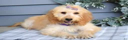Goldendoodle dogs for sale: Millie - Ad 6