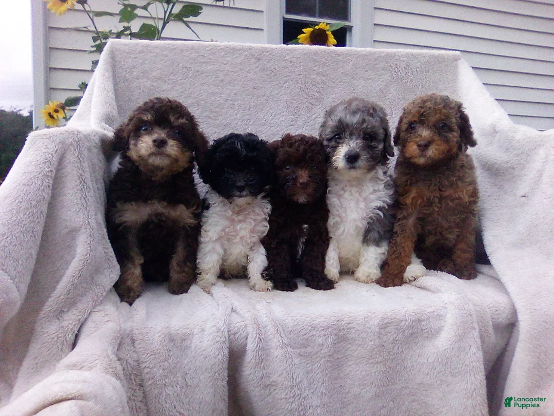 Toy Poodle dogs for sale: Turbo - Ad 13