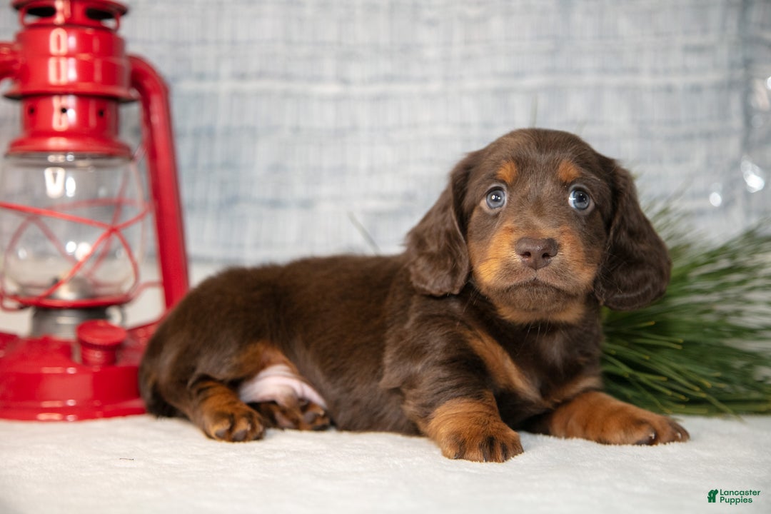 Miniature Dachshund dogs for sale: Stubby - Ad 2
