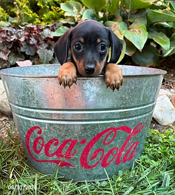 Dachshund dogs Rocky - Ad 2