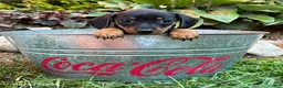Dachshund dogs for sale: Rocky - Ad 2