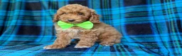 Miniature Poodle dogs for sale: Simba - Ad 4