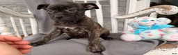 Mixed Breed dogs for sale: Windsong - Ad 3