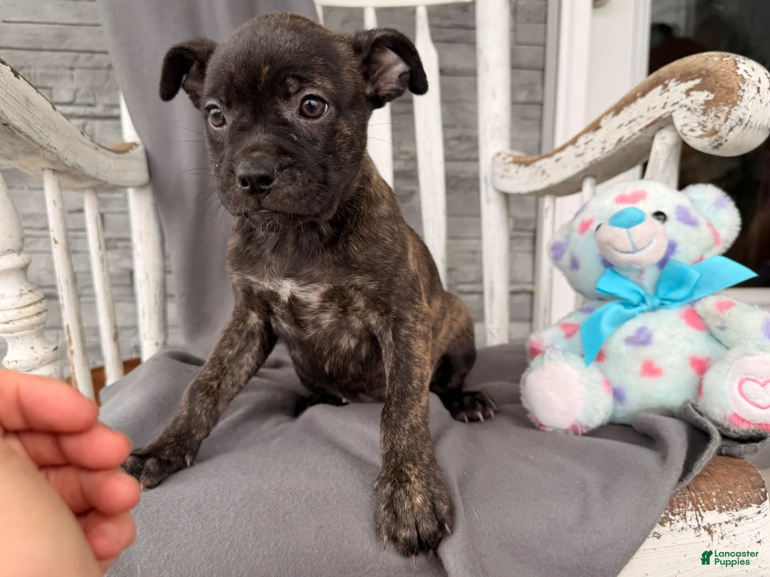 Mixed Breed dogs for sale: Windsong - Ad 3