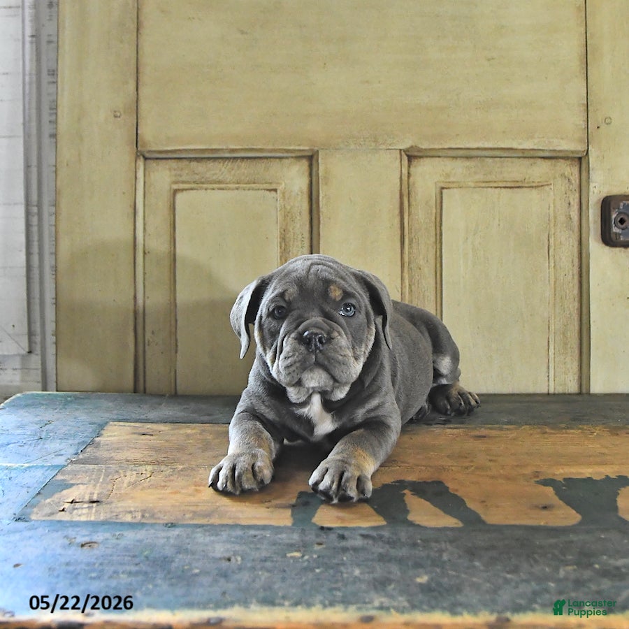English Bulldog dogs Cocoa - Ad 2