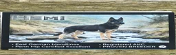 German Shepherd dogs for sale: Liam  - Ad 6