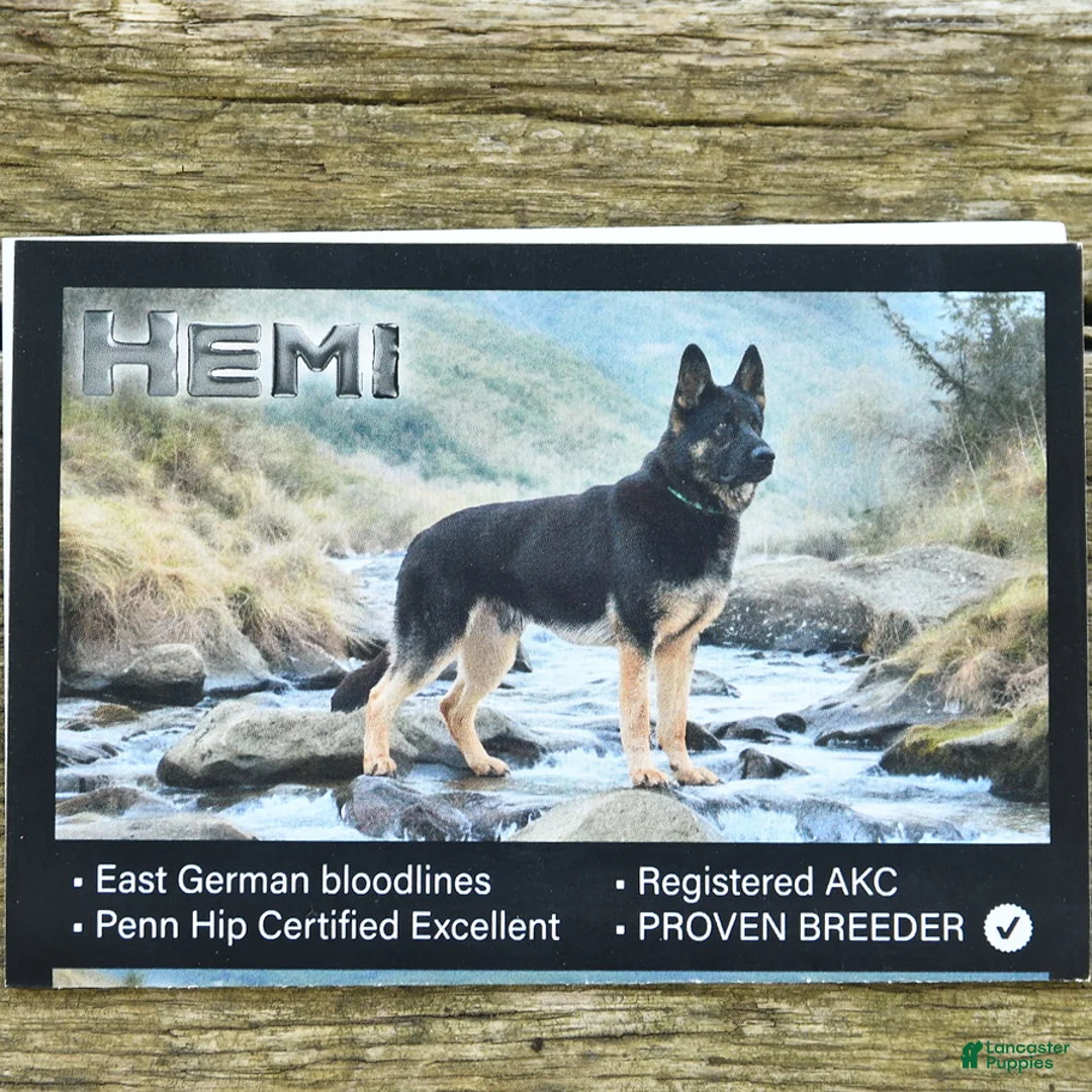 German Shepherd dogs for sale: Liam  - Ad 6