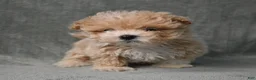 Maltipoo dogs for sale: Maltipoo 2 - Ad 4