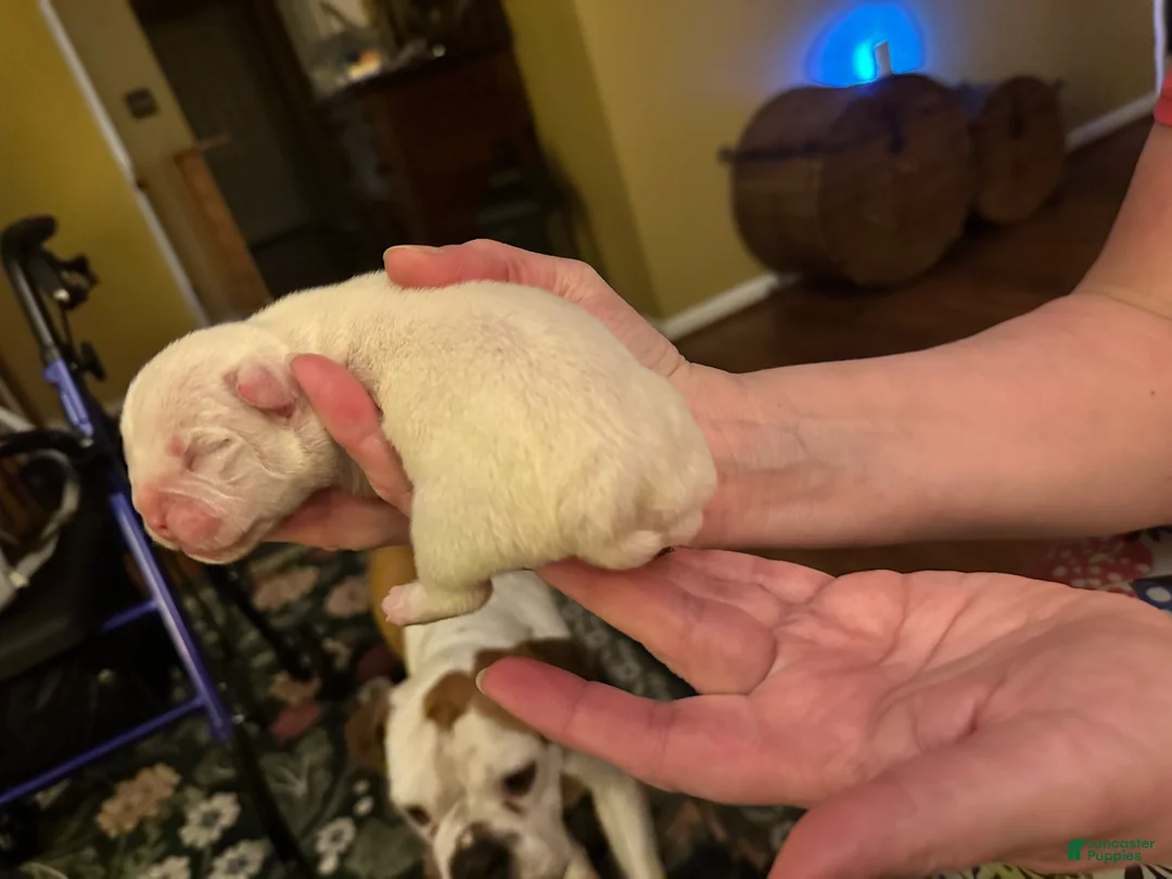 Mixed Breed dogs for sale: English Bulldog Puppy 1 - Ad 4