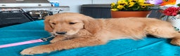 Golden Retriever dogs for sale: Sport - Ad 9
