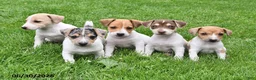 Jack Russell Terrier dogs for sale: Honey - Ad 5