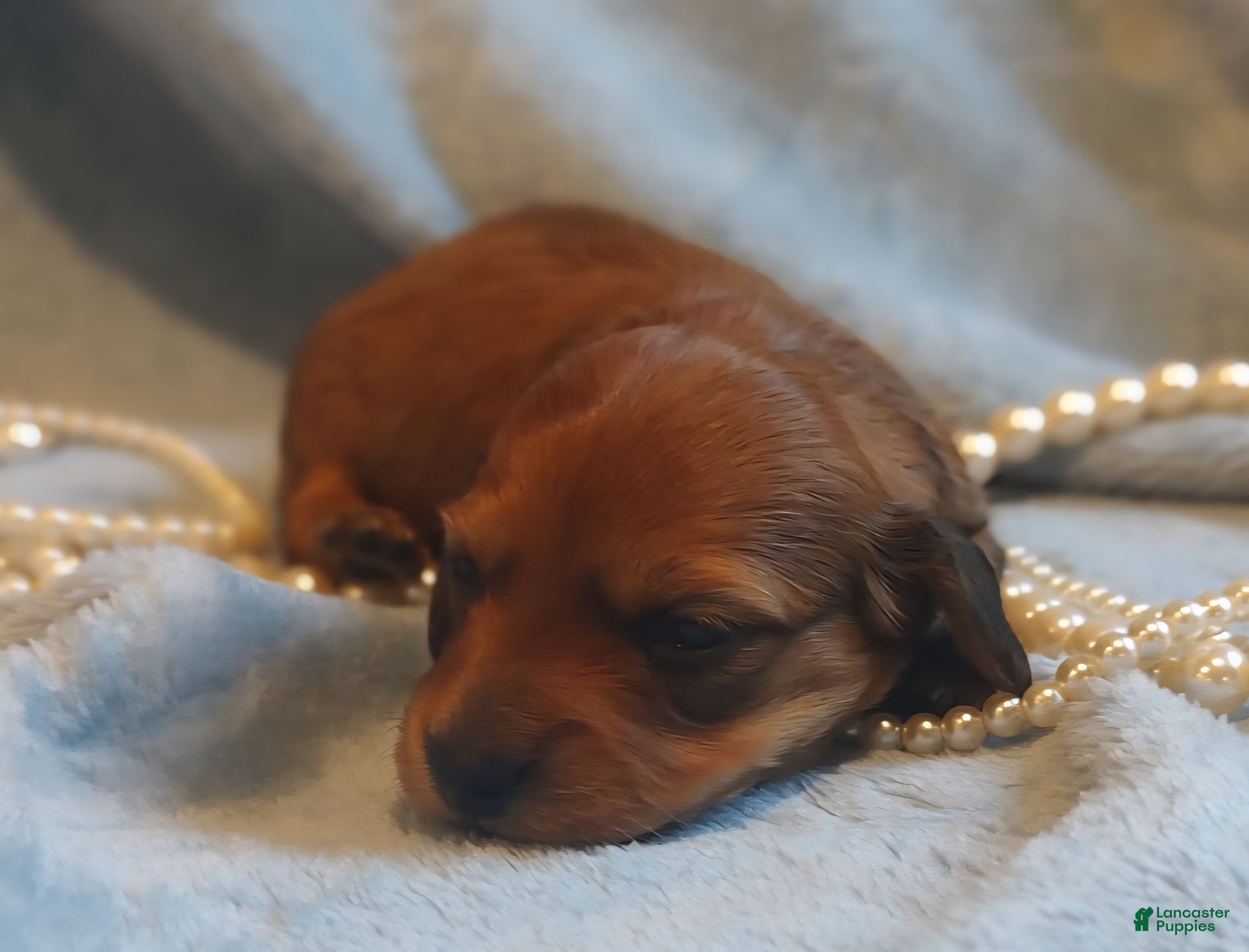 Miniature Dachshund dogs Honey Bear - Ad 8