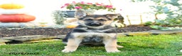 German Shepherd dogs for sale: Villian - Ad 3
