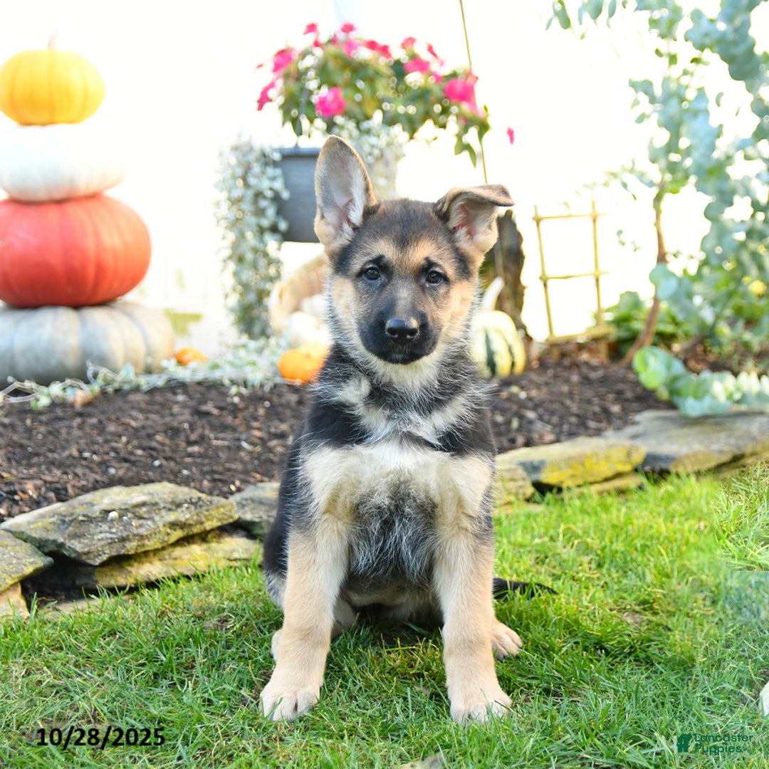 German Shepherd dogs for sale: Villian - Ad 3