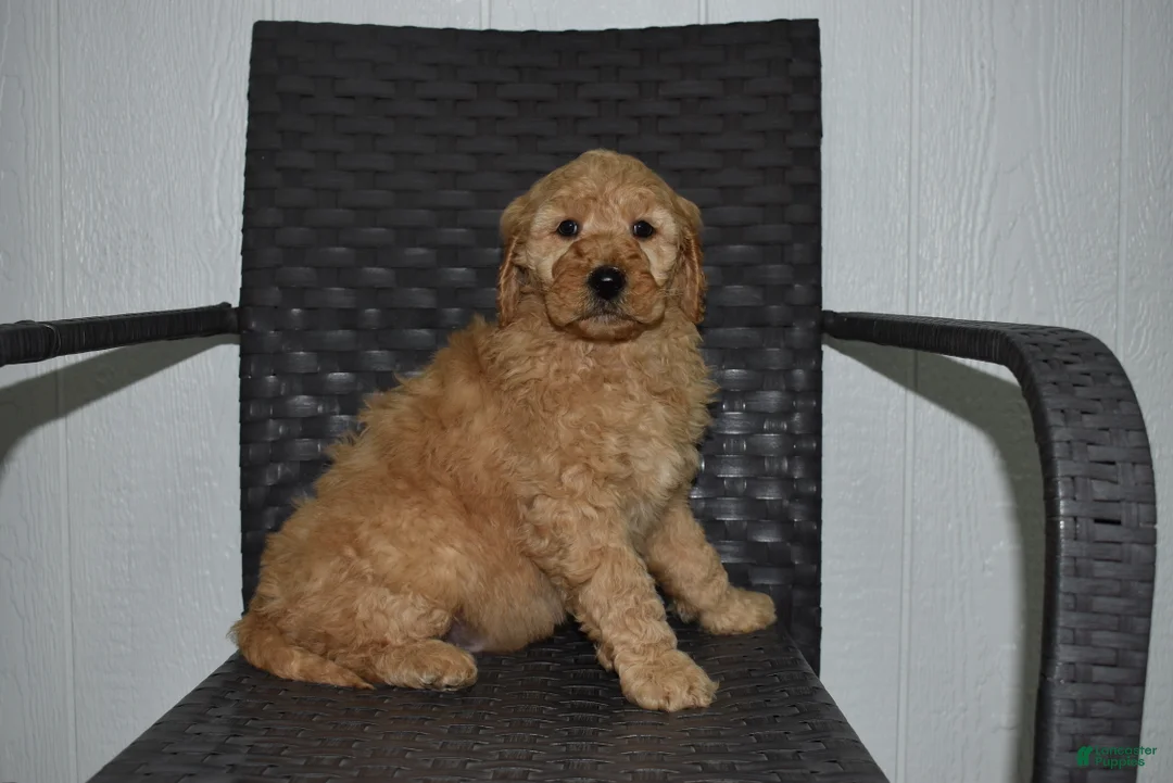 Goldendoodle dogs for sale: Jaxson - Ad 2