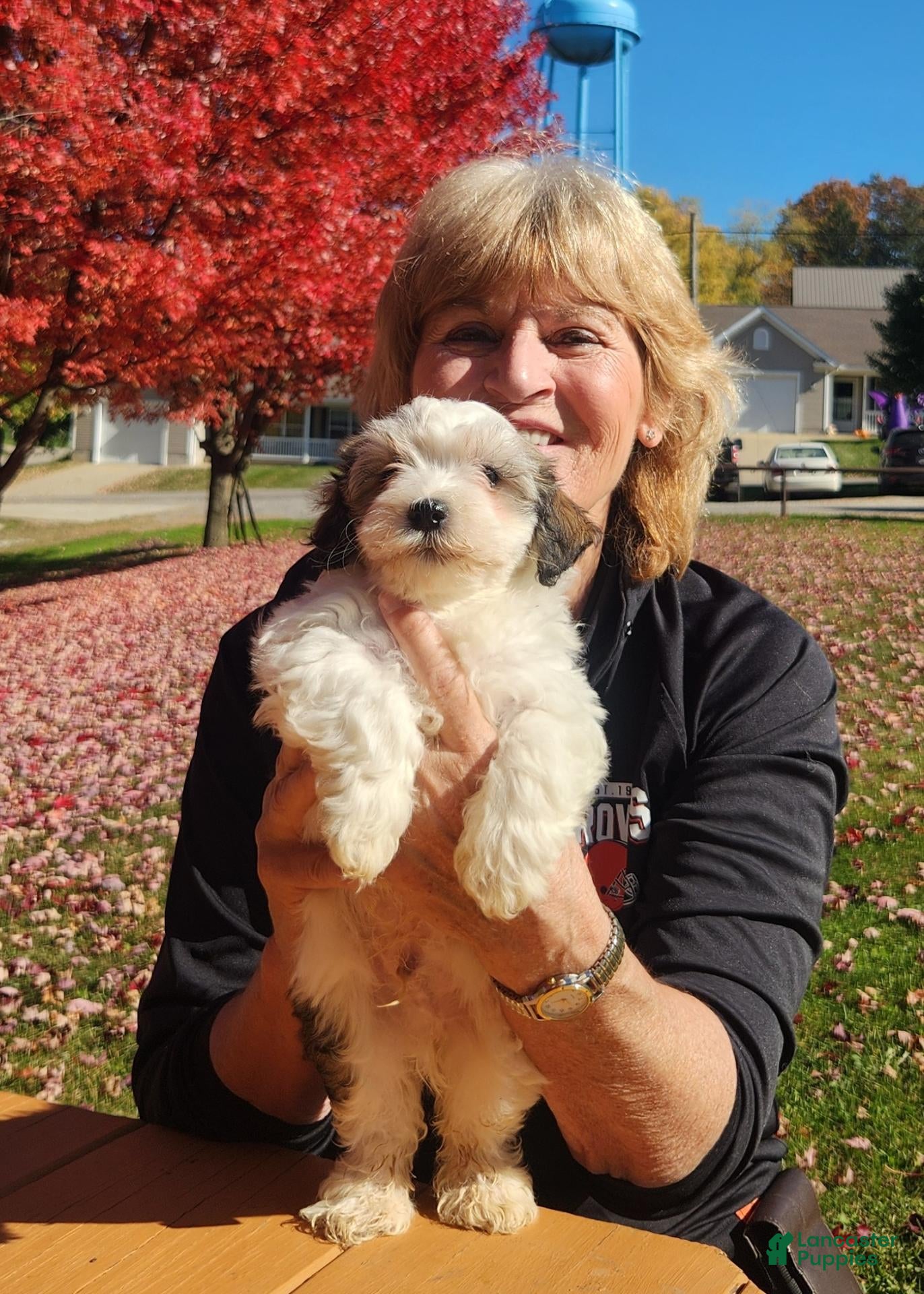 Havanese dogs for sale: Max - Ad 1