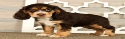 Cocker Spaniel dogs for sale: Thomas - Ad 5