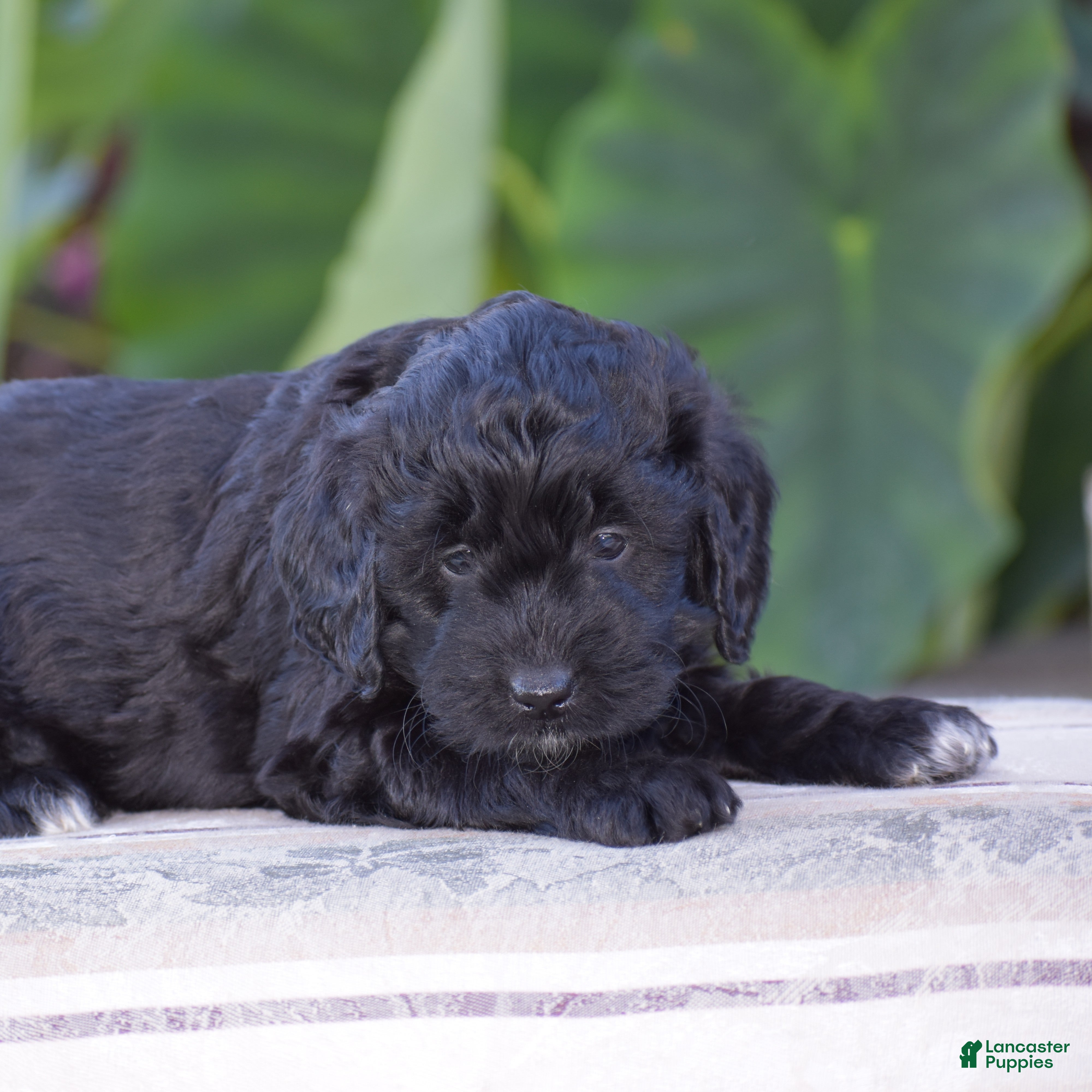Mini Goldendoodle dogs Hyacinth - Ad 2