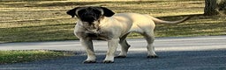 English Mastiff dogs for sale: Rusty - Ad 6